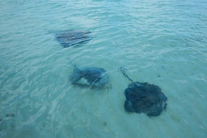 Exclusive Supreme Snorkeling Tour - The Sum Up: Who Is This Tour Perfect For?