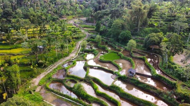 Exclusive Tetebatu: Waterfall, Rice Fields, Monkey & Weaving - A Closer Look at the Itinerary