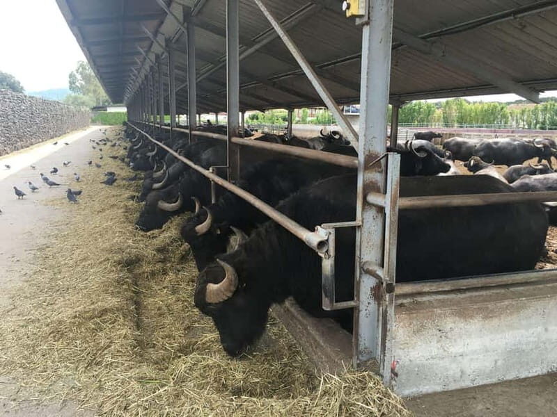 Exclusive Tour: Paestum Excavations and Cheese Factory Visit with Tasting and Lunch - Key Points