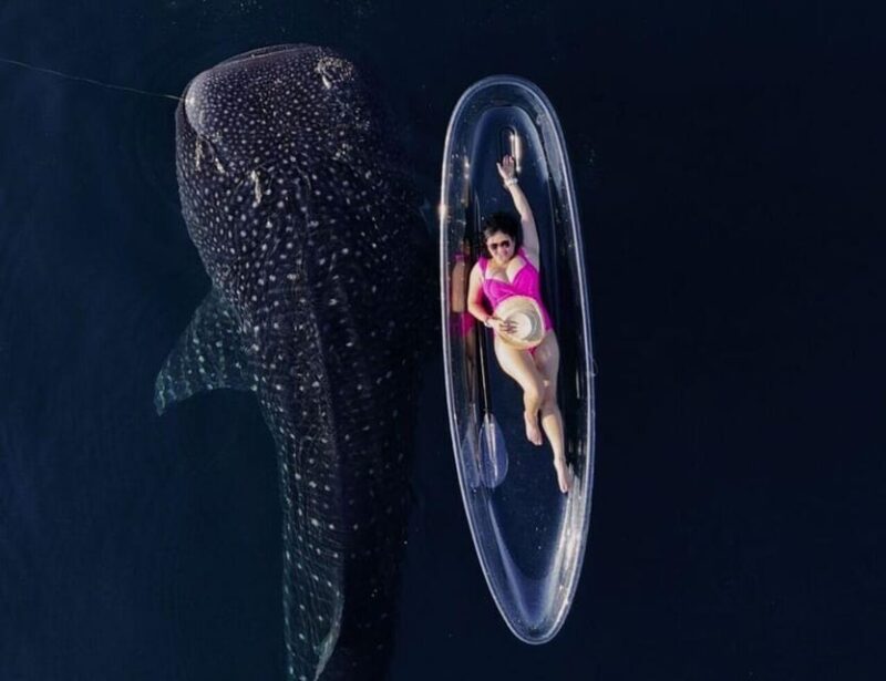 EXCLUSIVE TOUR WHALE SHARK 4D3N INCLUDE DRONE - Good To Know