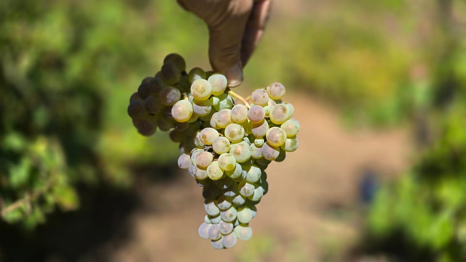 Exclusive Vinho Verde (Green Wine) experience & lunch - Key Points