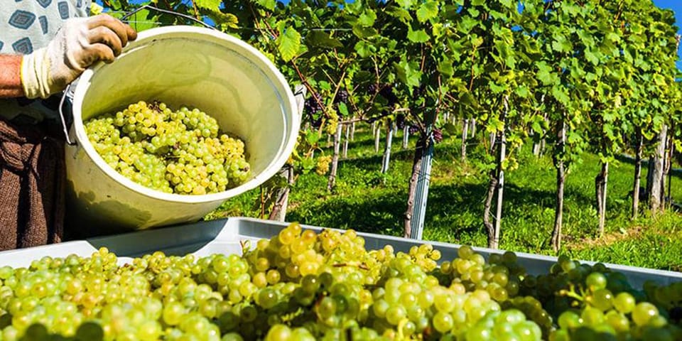 Exclusive Vinho Verde (Green Wine) experience & lunch - Who Is This Tour Best For?