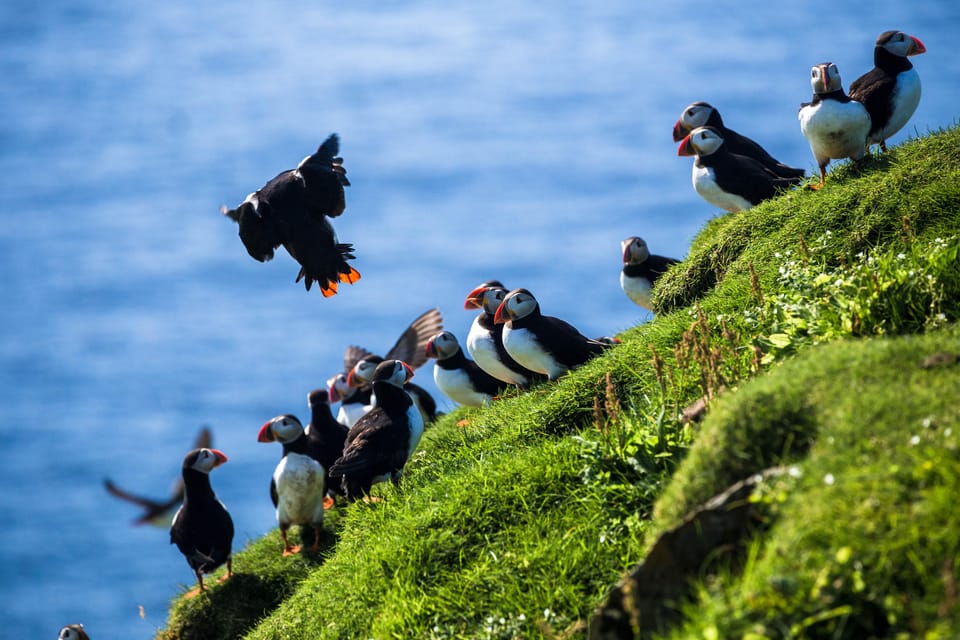 Exclusive Westman Islands Adventure - A Private Day Tour - What To Expect: An In-Depth Breakdown
