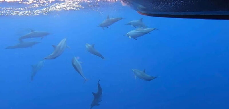 Exclusive Whale & Dolphin Tours in Sri Lanka: Trincomalee - Key Points