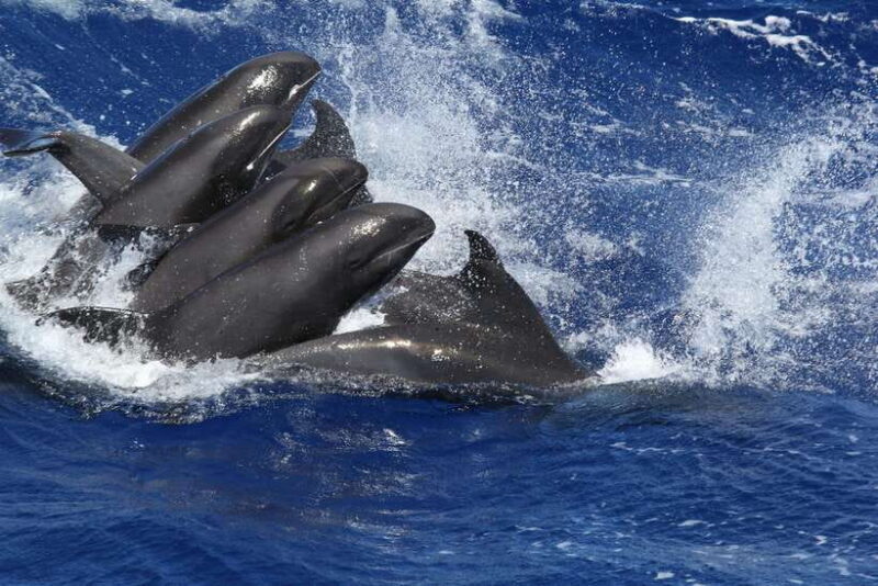 Exclusive Whale & Dolphin Tours in Sri Lanka: Trincomalee - Why Choose This Tour? A Closer Look