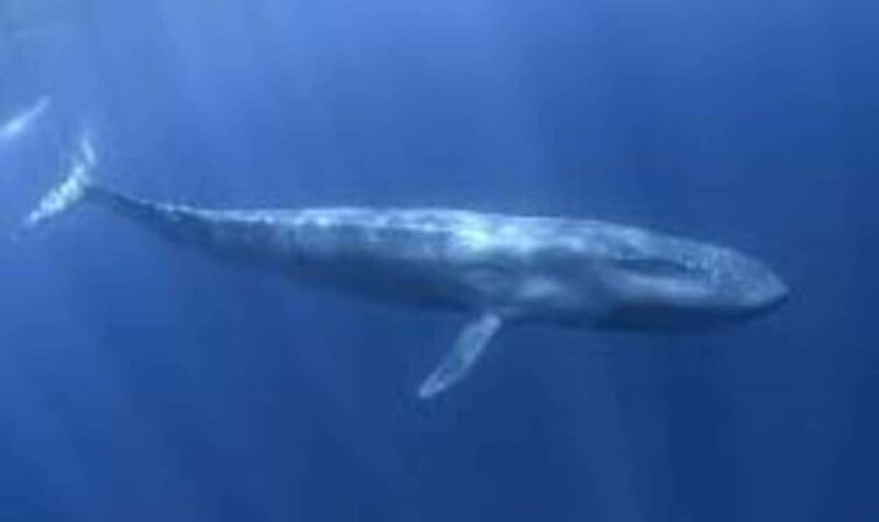 Exclusive Whale & Dolphin Tours in Sri Lanka: Trincomalee - FAQ