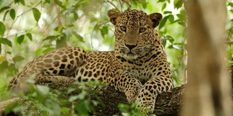 Exclusive : Wildlife Full Day Adventure in Wilpattu - Key Points