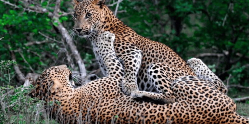 Exclusive : Wildlife Full Day Adventure in Wilpattu - Why Consider the Wilpattu Wildlife Full Day Adventure?