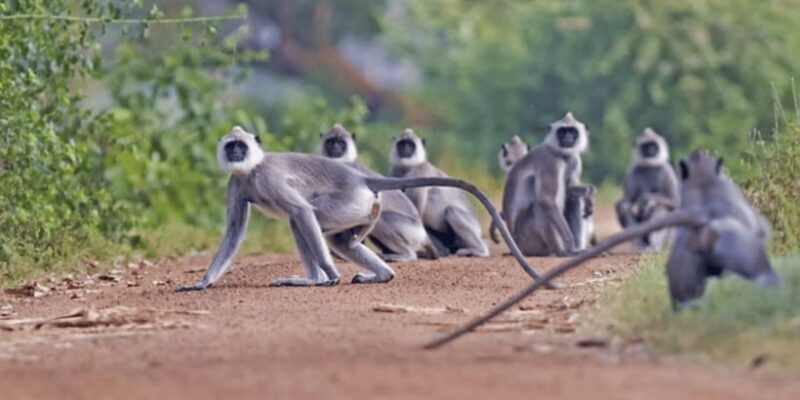 Exclusive : Wildlife Full Day Adventure in Wilpattu - The Practicalities and Logistics