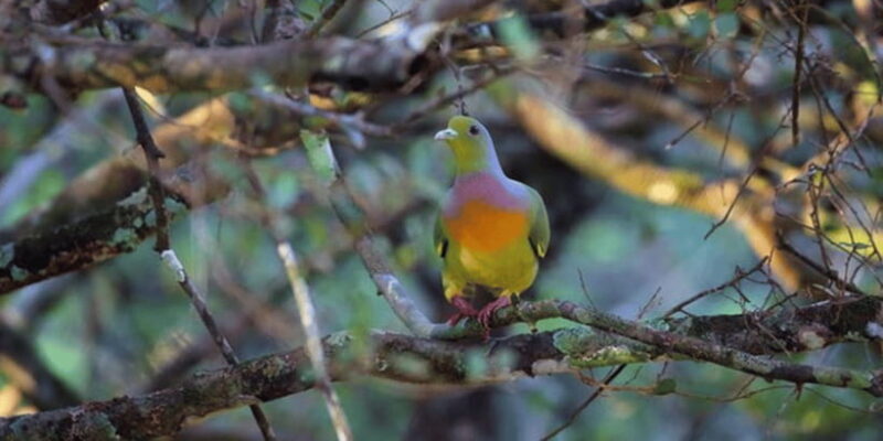Exclusive : Wildlife Full Day Adventure in Wilpattu - Authentic Experience and Value