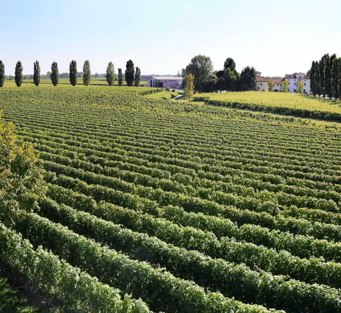 Exclusive Wine Experience: Venetian Best Vineyards - Winemaking Process and Sustainable Practices