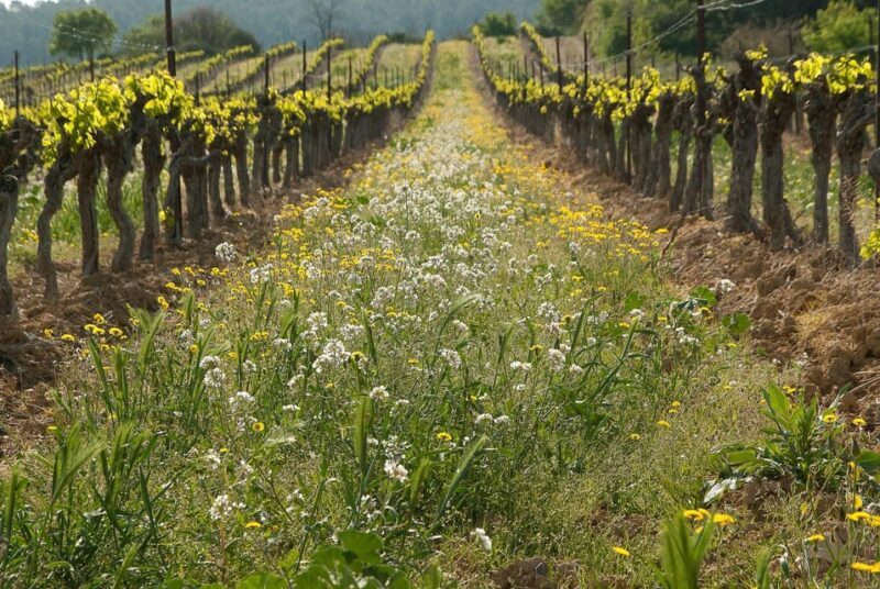 Exclusive Wine Tour: Sardinian Winery + Round-Trip Transfer - An Introduction to Sardinian Wine and the Tour