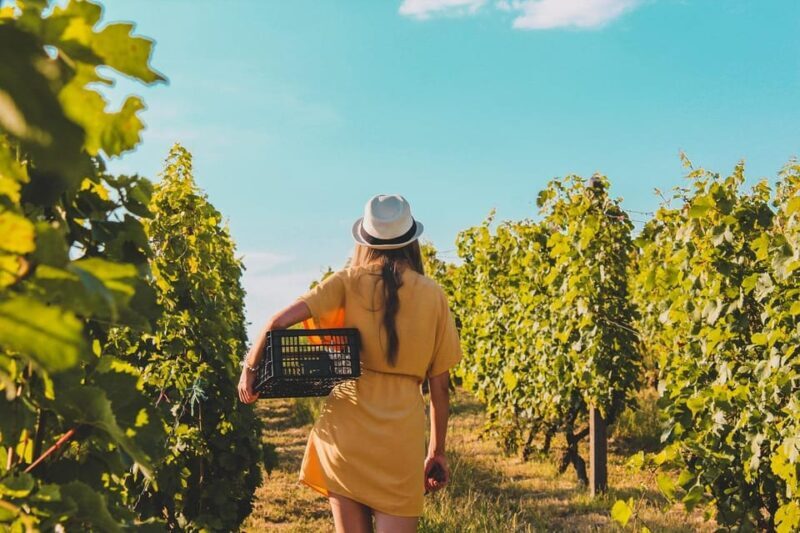 Exclusive Wine Tour: Sardinian Winery + Round-Trip Transfer - The Scenic and Cultural Value