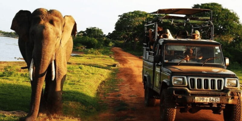 Exclusive : Yala National Park Afternoon Expedition - Introduction