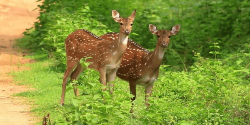 Exclusive : Yala National Park Afternoon Expedition - Key Points