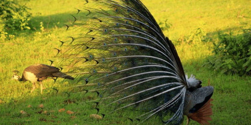 Exclusive : Yala National Park Afternoon Expedition - Cost and Value