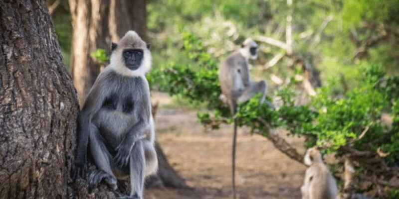 Exclusive : Yala National Park Afternoon Expedition - The Experience Provider: Aktivitar