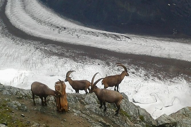 Exclusive Zermatt and Matterhorn: Small Group Tour From Basel - Tour Overview and Highlights