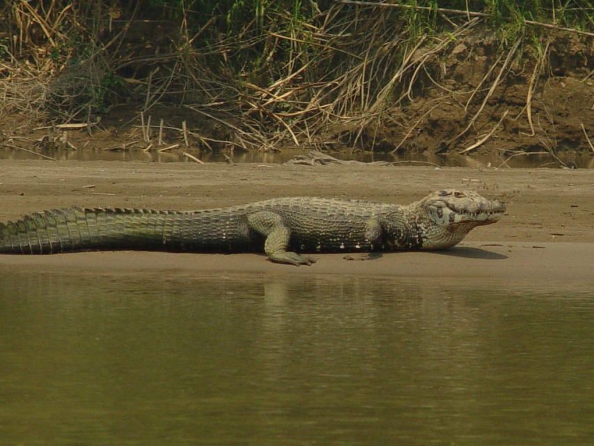 Excursion 2 Days/1 Nights in the Jungle: Tambopata - Day 2 Highlights