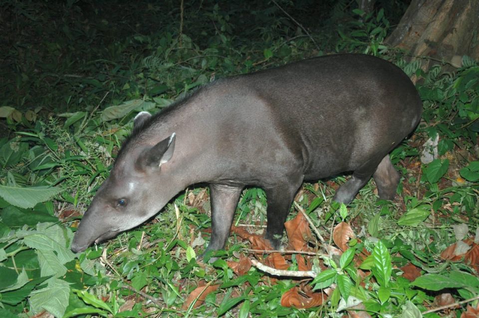 Excursion in the Amazon 4d /3 Nights - Exploring Amazonian Life