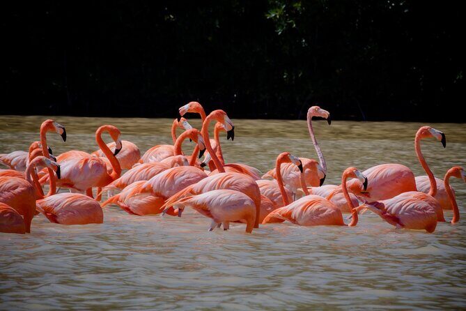 Excursion to Celestun Biosphere and Beach Day from Merida - Exploring the Celestun Biosphere: What to Expect