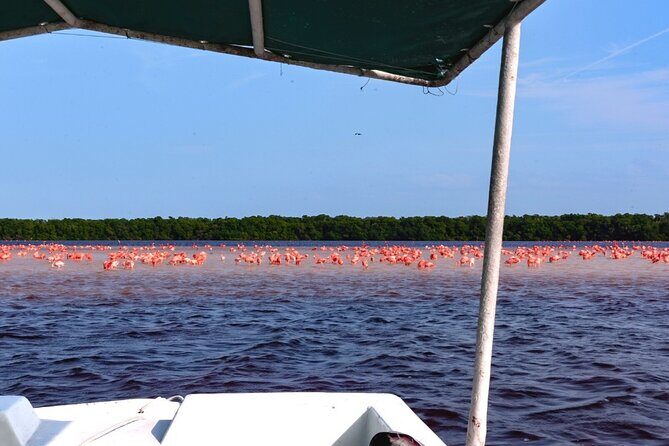 Excursion to Celestun, Swimming, Hiking & Boat Ride - Authentic Feedback from Travelers