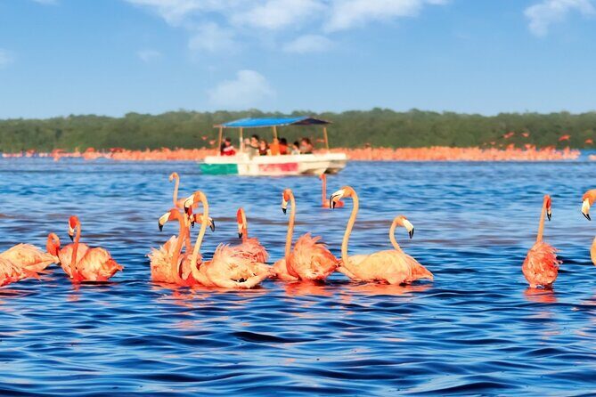 Excursion to Celestun, Swimming, Hiking & Boat Ride - Frequently Asked Questions