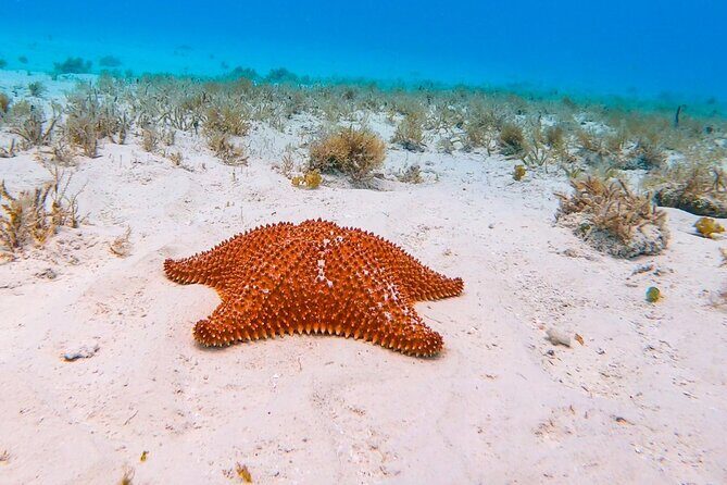 Excursion to Cozumel from Cancun - An In-Depth Look at the Cozumel Tour Experience