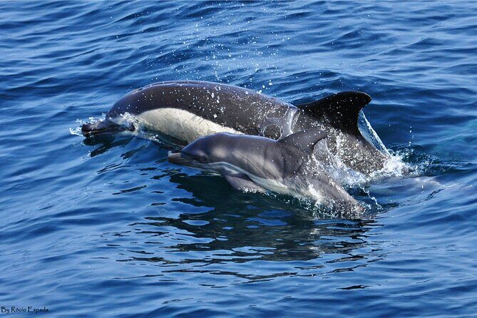 Excursion to Gibraltar with Dolphin Watching from Malaga - Journey from Malaga to Gibraltar: What to Expect