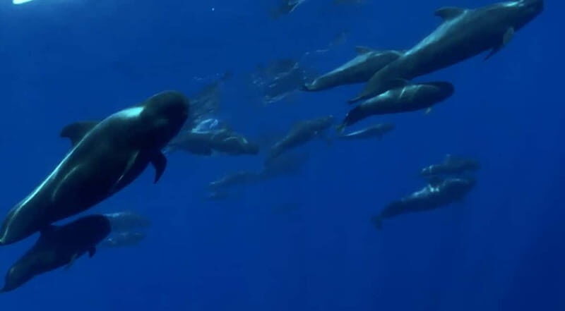 Excursion to see the whales - 3 Hours - The Experience: What to Expect on the Tour