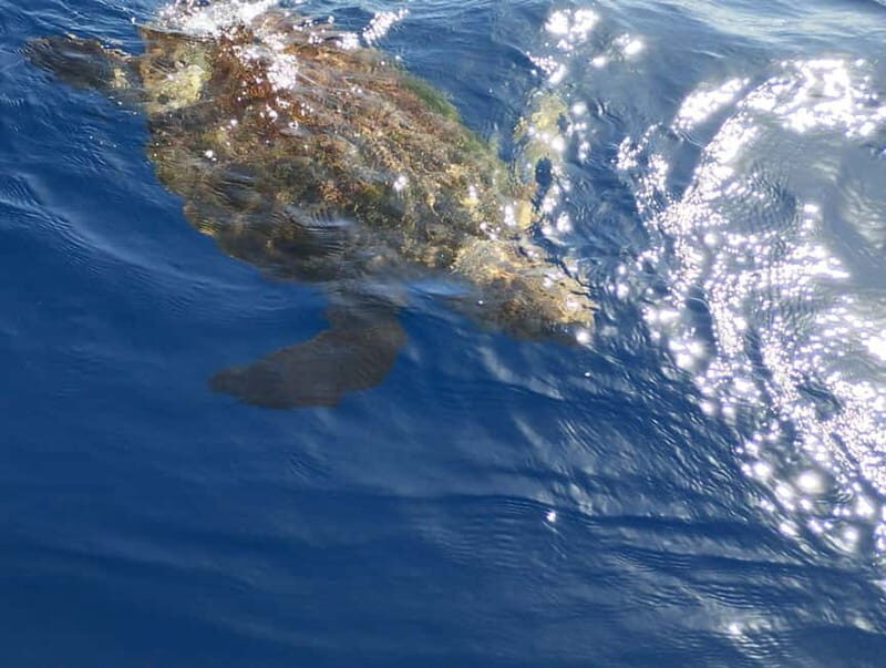 Excursion to see the whales - 3 Hours - Final Thoughts: Who Will Love This Tour?