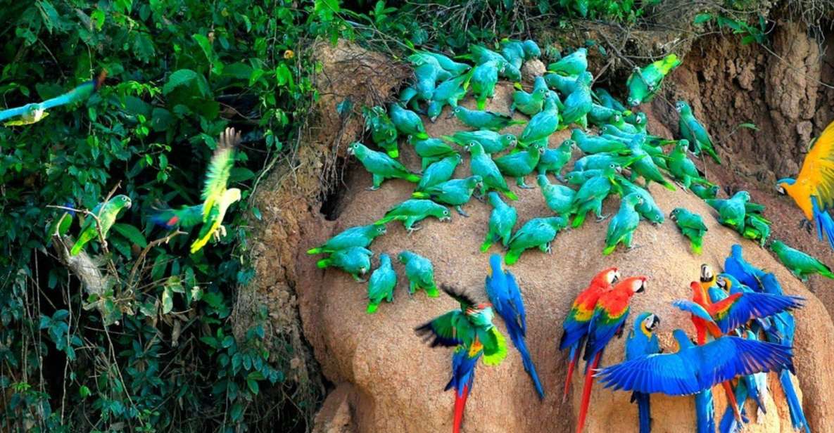 Excursion to the Chuncho Clay Lick for Parrots and Macaws. - Key Points