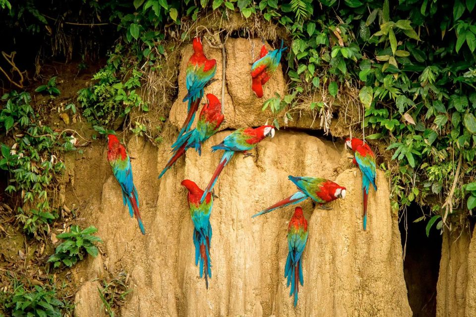 Excursion to the Chuncho Clay Lick for Parrots and Macaws. - Seeing the Chuncho Clay Lick