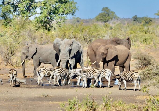 Exhilarating 2 Day Kruger Safari From Nelspruit - Pickup and Transportation