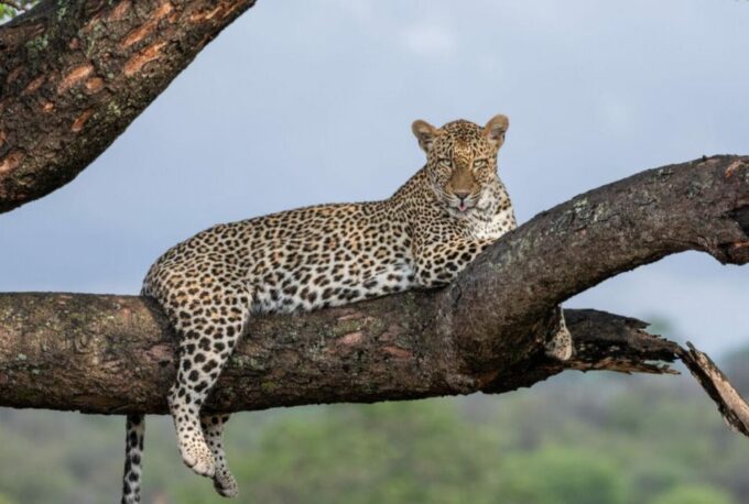 Exhilarating 2 Day Kruger Safari From Nelspruit - Dietary Preferences