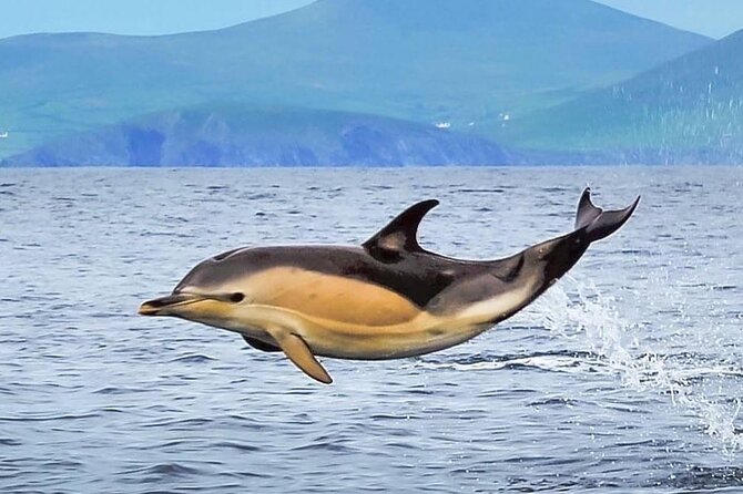 Exhilarating Rib Experience - Dingle Sea Safari - Unforgettable Moments