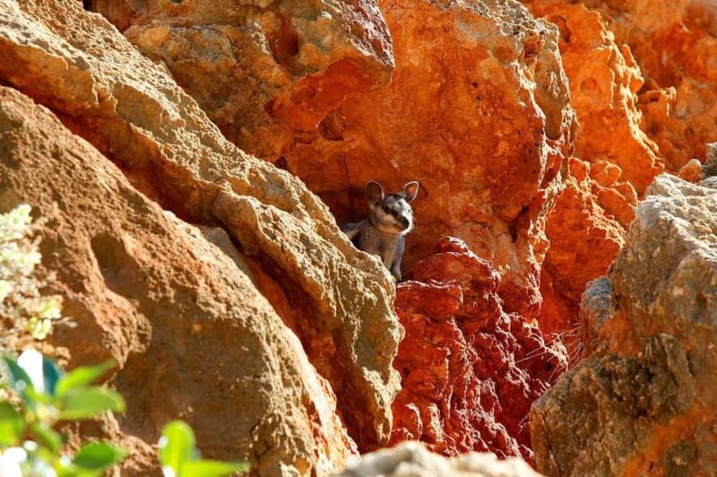 Exmouth: Cape Range Explorer One-Day Trekking Adventure - Practical Considerations