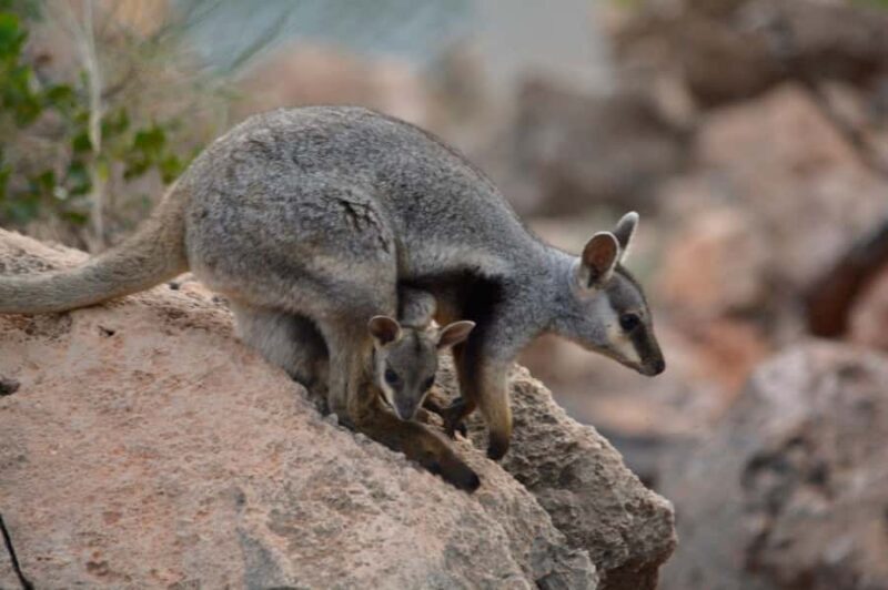 Exmouth: Full day Ningaloo in a Day tour - How the Experience Feels for Travelers