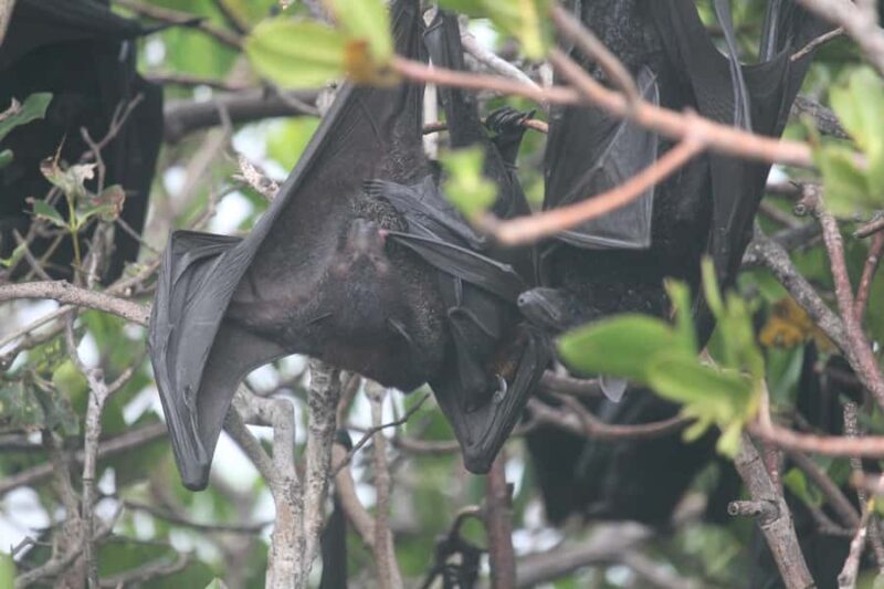 Exmouth: Full day Ningaloo in a Day tour - Transportation and Group Size