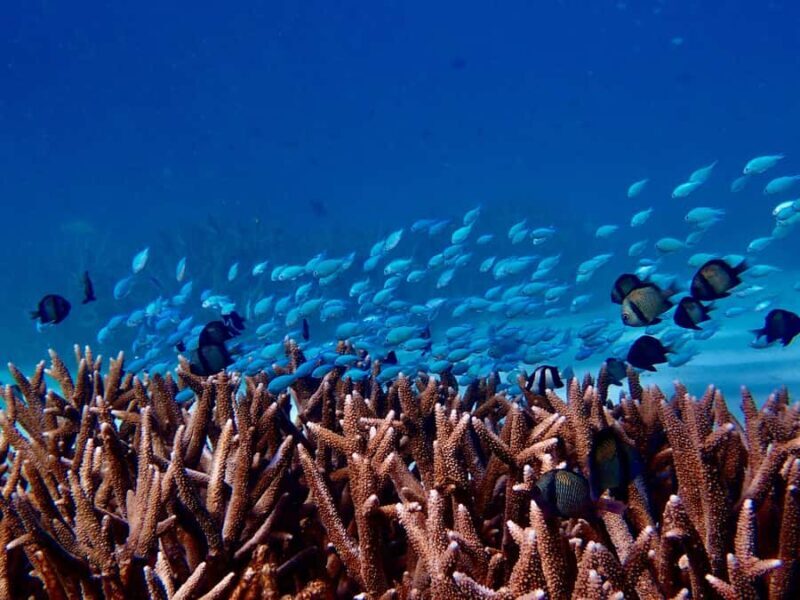 Exmouth: Guided Ningaloo Reef Snorkel Adventure - Key Points