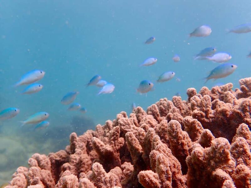 Exmouth: Half Day Coral by Kayak tour - Authentic Experience and Practical Tips