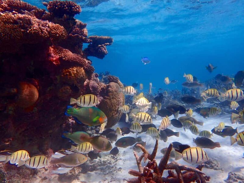 Exmouth: Lagoon Explorer - Full day kayak & Snorkel tour - Key Points