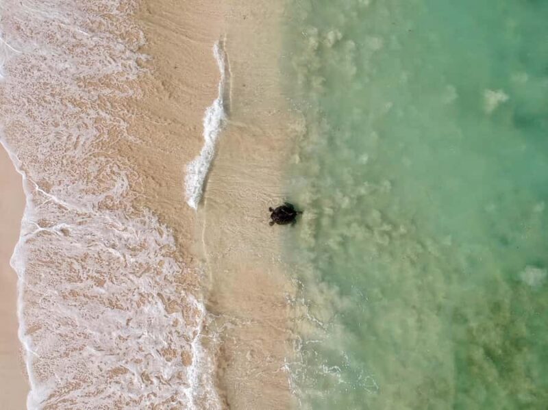 Exmouth: Summer Sunset Turtle Watching and Stargazing Tour - Key Points