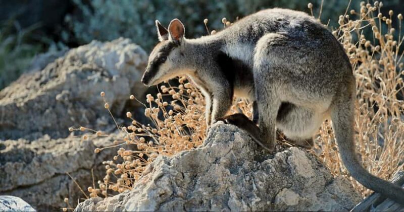 Exmouth: Yardie Creek Boat Tour - Practical Details and Value