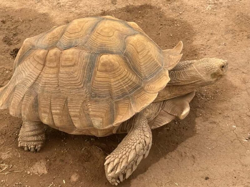 Exotic Animal Encounter Marana, AZ - 15 Friendly Capybara - Detailed Breakdown of the Experience
