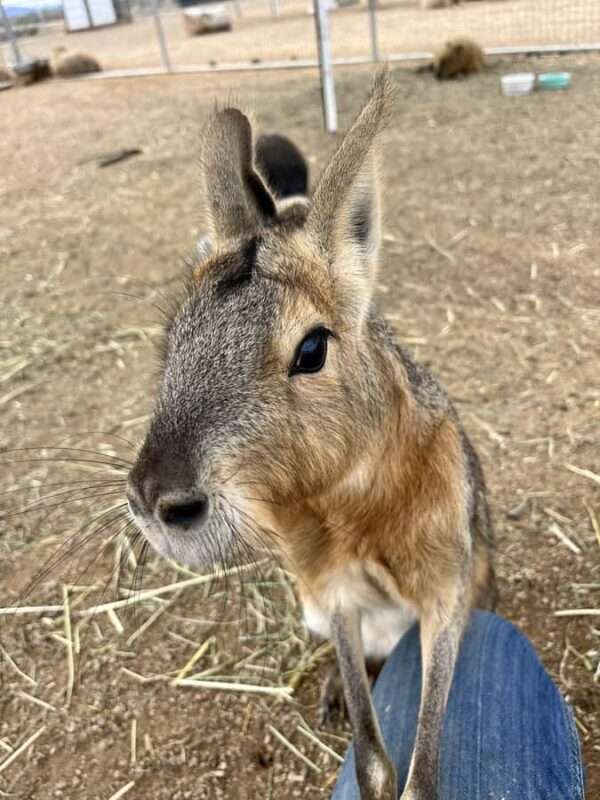 Exotic Animal Encounter Marana, AZ - 15 Friendly Capybara - Who Should Consider This Tour?