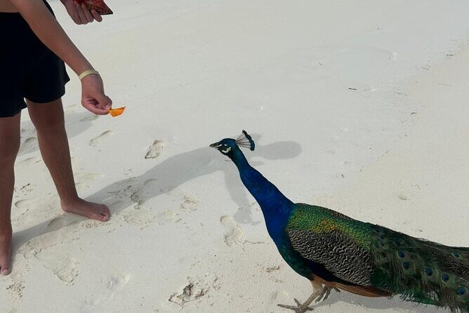 Exotic half day private charters to Rose Island, Pigs and Turtles - An Overview of the Experience