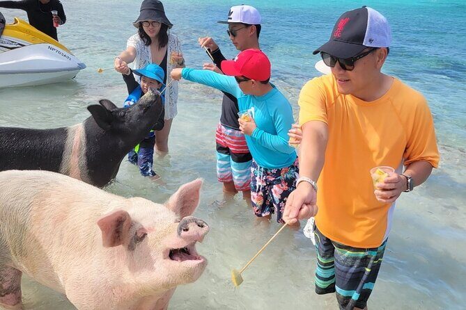 Exotic half day private charters to Rose Island, Pigs and Turtles - Who Will Love This Tour?