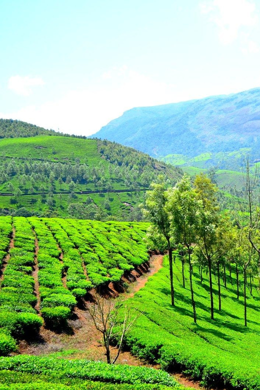 Exotic Trip to Kerala (Honeymoon Special) 7N/8D - Accessibility and Participation