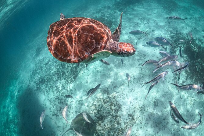 Exotik Half a Day Tour: Cenote Cave and Swimming With Sea Turtles - Frequently Asked Questions